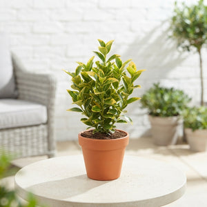 Golden Euonymus ‘Aureomarginatus’ – 9cm Pot