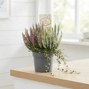 White Heather (Calluna vulgaris) – 10.5cm Pot