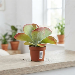 Kalanchoe thyrsiflora – 10.5cm Pot