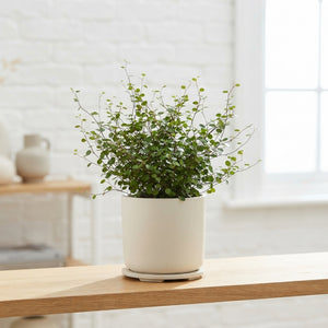 Maidenhair Vine (Muehlenbeckia) – 12cm Pot