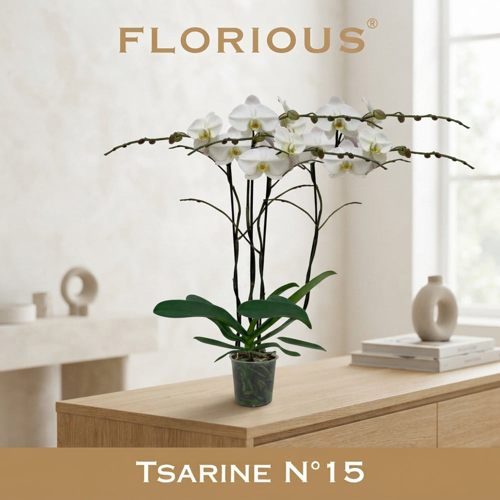 White Phalaenopsis Orchid – 3 Stem, 15cm Pot