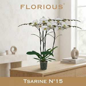 White Phalaenopsis Orchid – 3 Stem, 15cm Pot