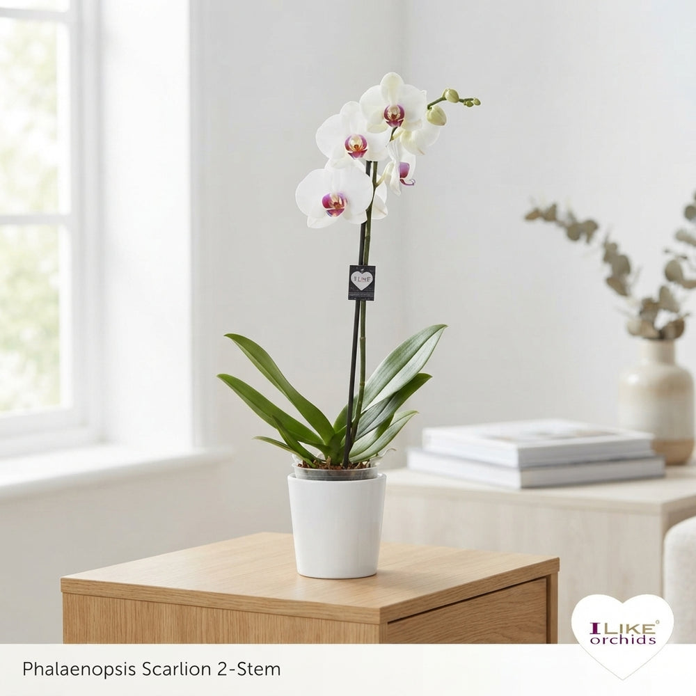 White Phalaenopsis Orchid – 12cm Pot, 65cm High