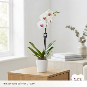 White Phalaenopsis Orchid – 12cm Pot, 65cm High
