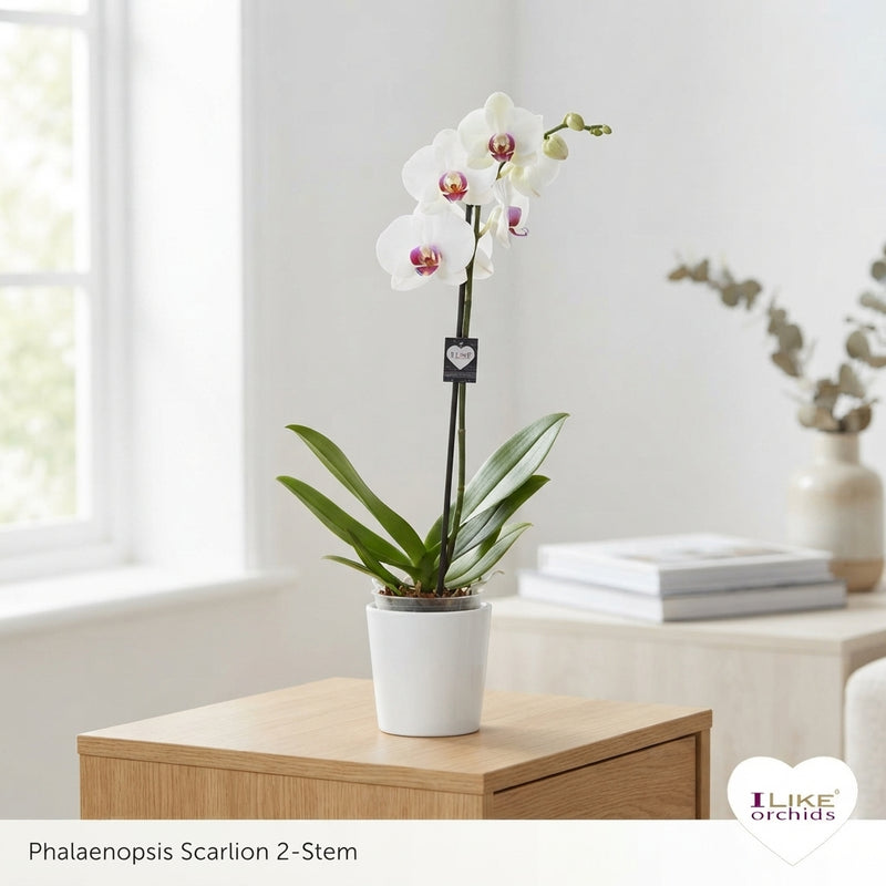 White Phalaenopsis Orchid – 12cm Pot, 65cm High