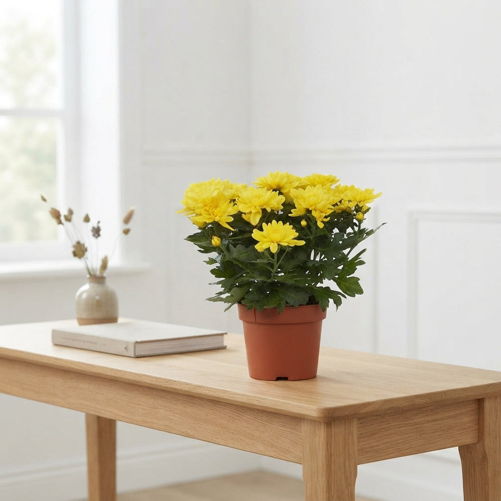 Mixed Chrysanthemum Houseplant – 13cm Pot