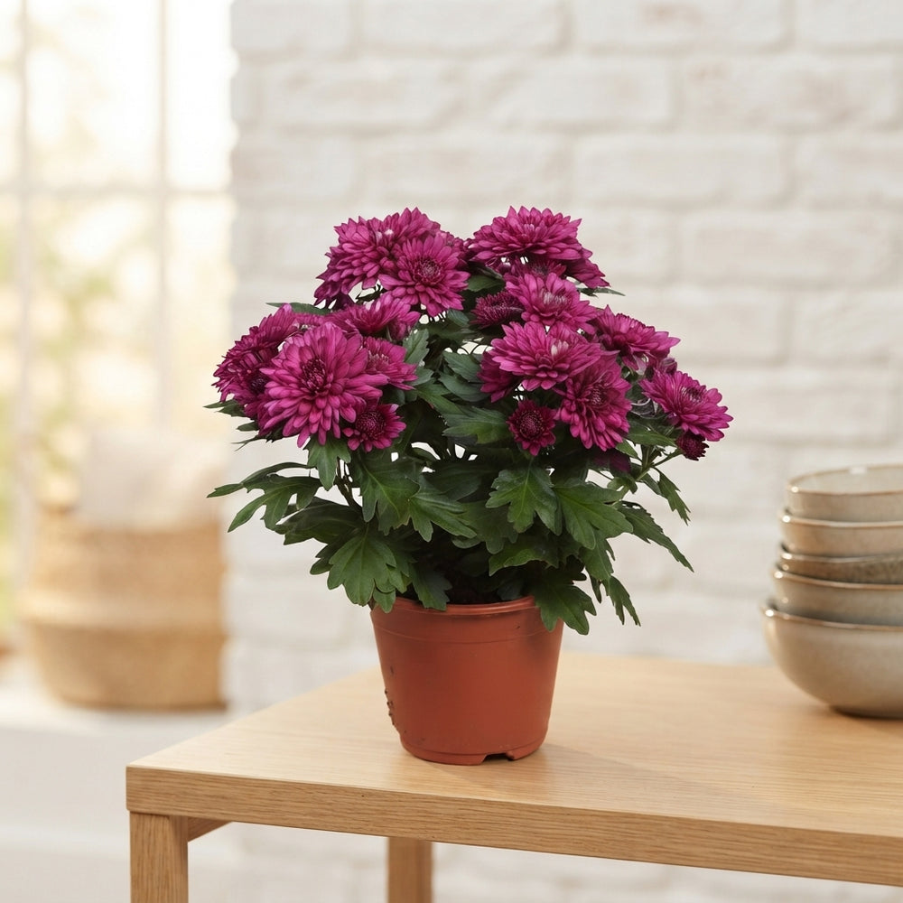 Purple Chrysanthemum ‘Grandezza’ – 13cm Pot
