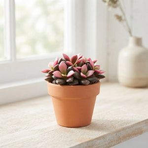 Sunrise Anacampseros Succulent – 5.5cm Pot