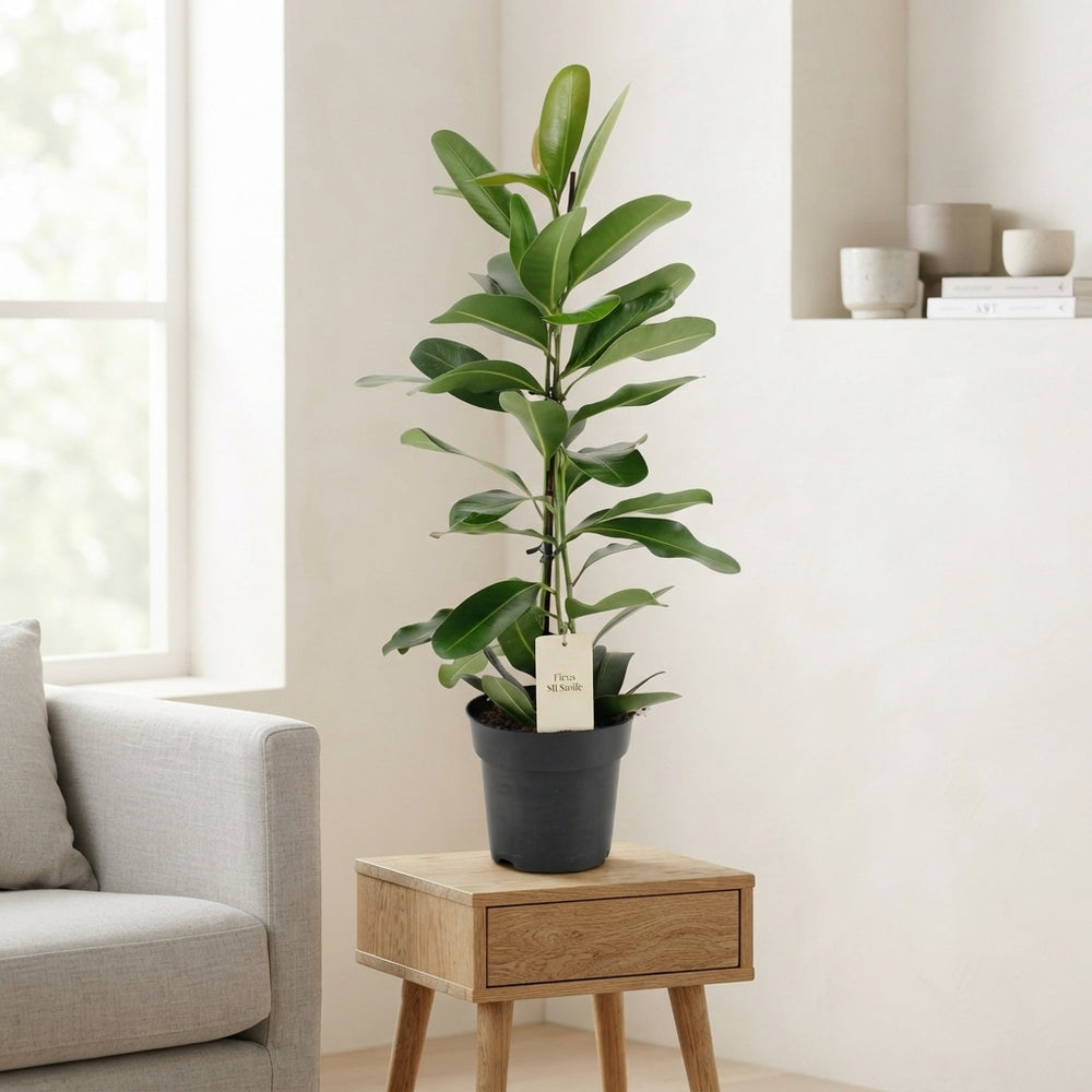 Ficus ‘Mi Smile’ – 17cm Pot, Approx. 70cm High