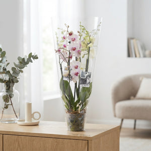 Mixed Phalaenopsis Orchid ‘Goddess’ – 12cm Pot