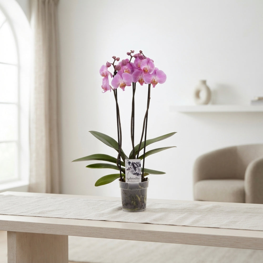 Pink Phalaenopsis Orchid – 3 Stem, 12cm Pot
