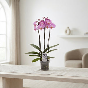 Pink Phalaenopsis Orchid – 3 Stem, 12cm Pot