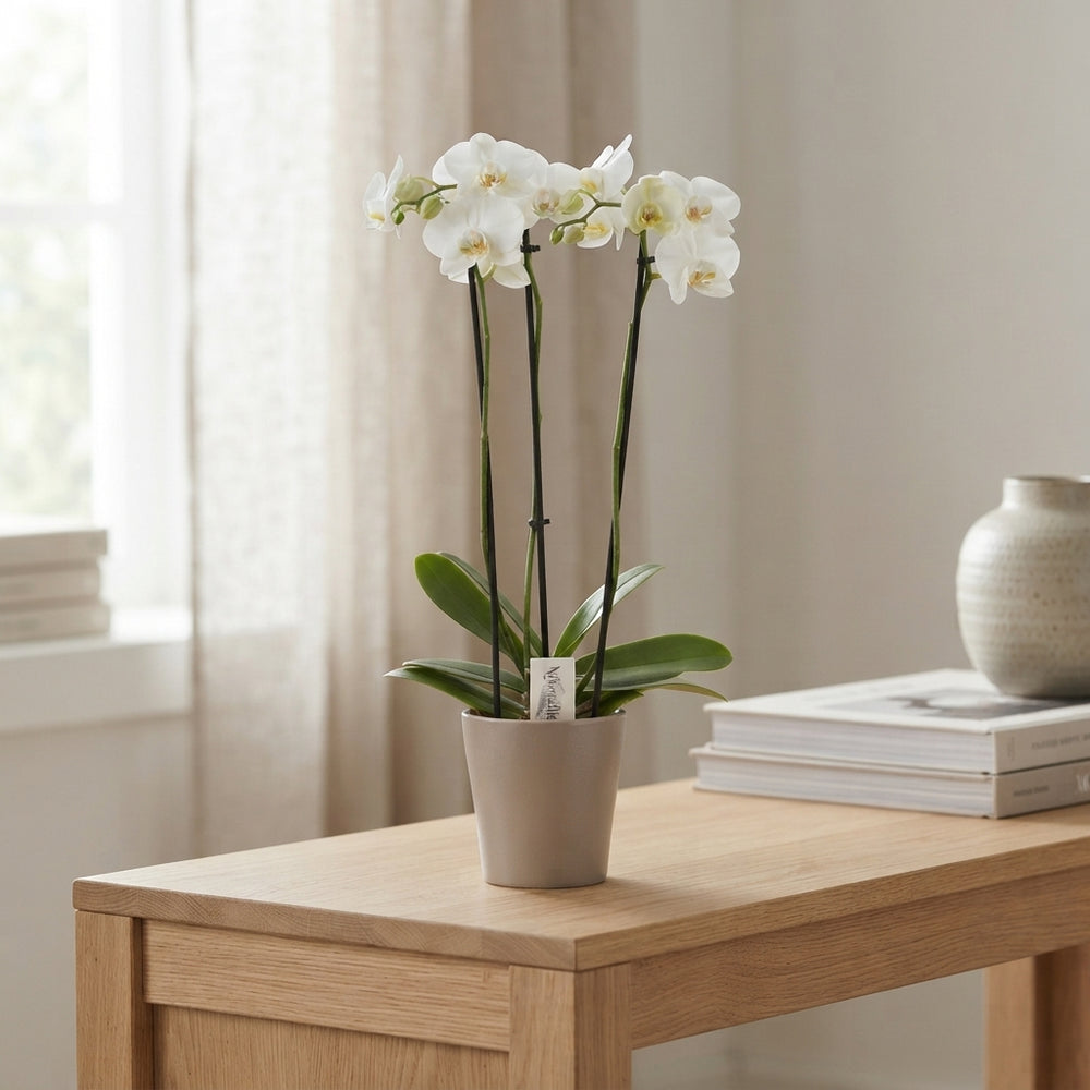 White Phalaenopsis Orchid – 3 Stem, 12cm Pot