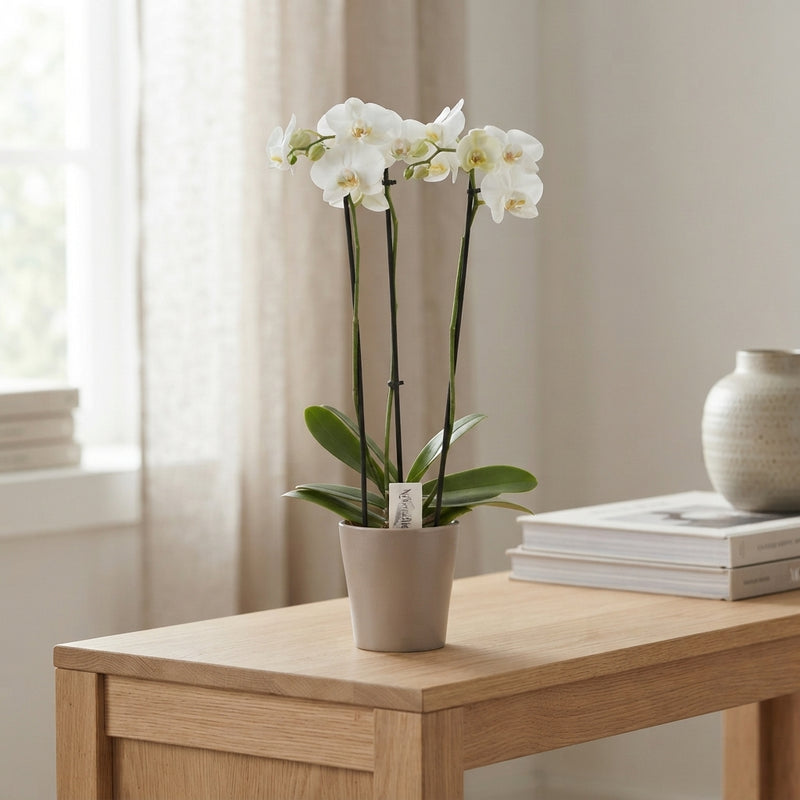 White Phalaenopsis Orchid – 3 Stem, 12cm Pot