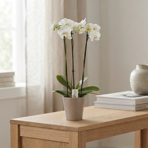 White Phalaenopsis Orchid – 3 Stem, 12cm Pot
