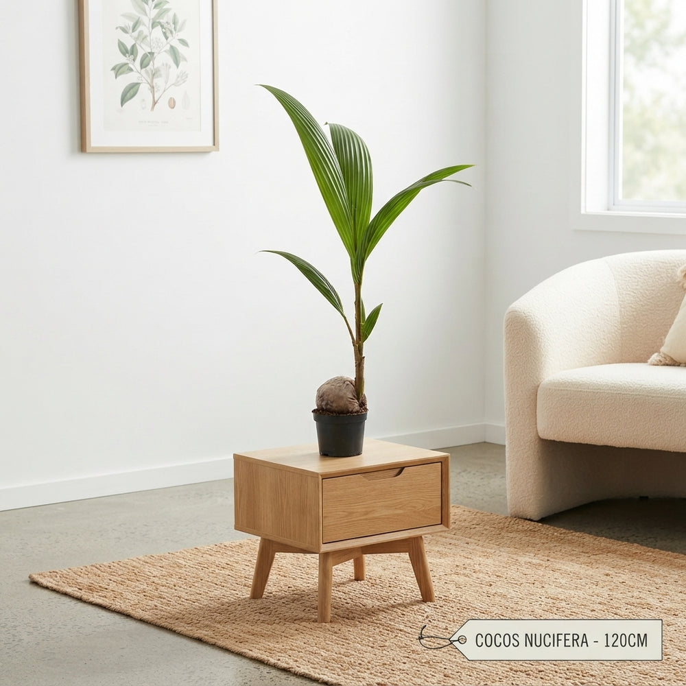 Coconut Palm (Cocos nucifera) – 19cm Pot, 120cm High