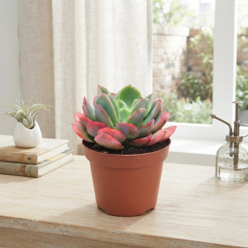 Echeveria ‘Luella’ Succulent – 12cm Pot