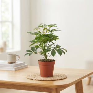 Dwarf Umbrella Tree (Schefflera arboricola) – 13cm Pot