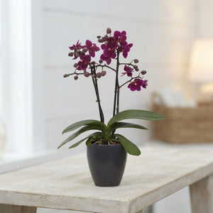 Mixed Phalaenopsis Orchid – 2 Stems, 7cm Ceramic Pot