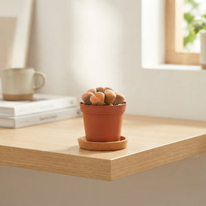 Living Stone Plant (Lithops) – 5.5cm Pot