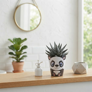 Mixed Succulent Plant – 5.5cm Pot