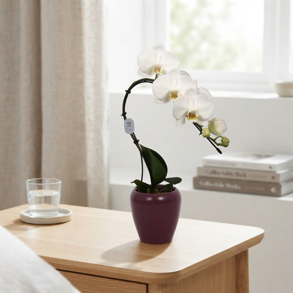 White Phalaenopsis Orchid – 7cm Pot, 35cm High