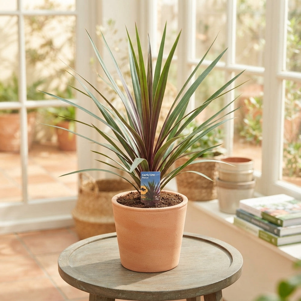 Cordyline ‘Peko’ – 17cm Pot, Approx. 65cm High