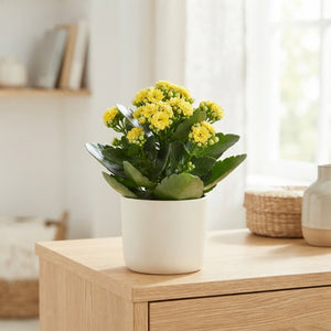 Mixed Kalanchoe Double – 12cm Pot, 25cm High