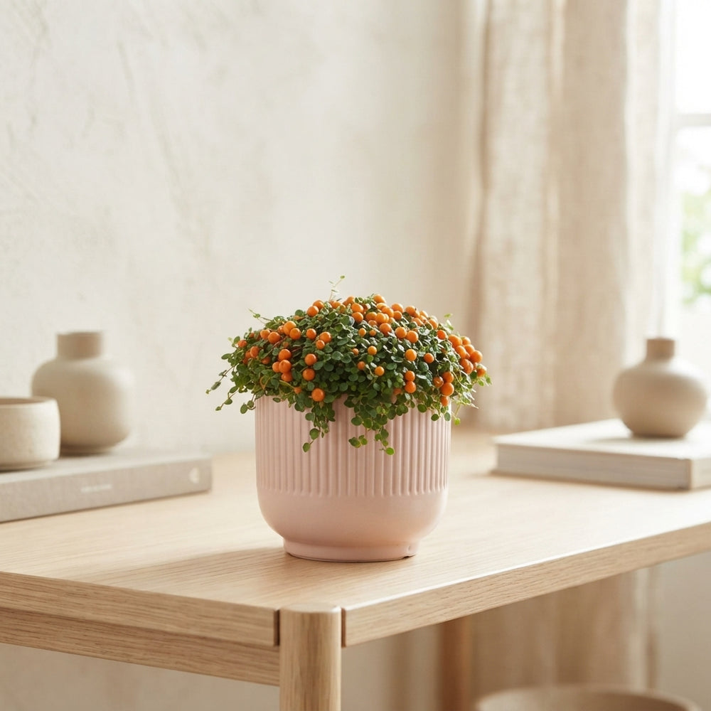 Orange Coral Bead Plant (Nertera granadensis) – 8cm Pot