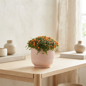 Orange Coral Bead Plant (Nertera granadensis) – 8cm Pot