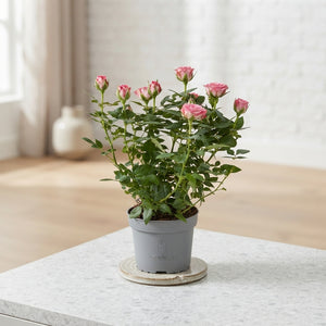 Pink Rosa 'Carousel' – 10.5cm Pot