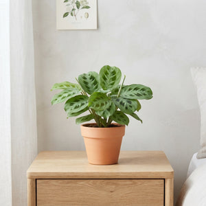 Mixed Green Houseplant – 6cm Pot, Approx. 12cm High