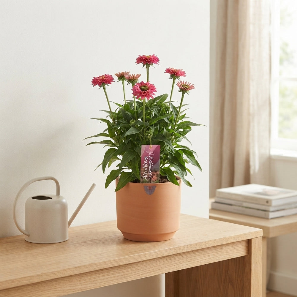 Echinacea Coneflower – 17cm Pot, Approx. 50cm High