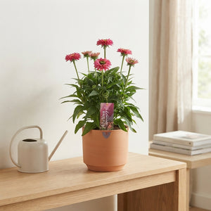 Echinacea Coneflower – 17cm Pot, Approx. 50cm High