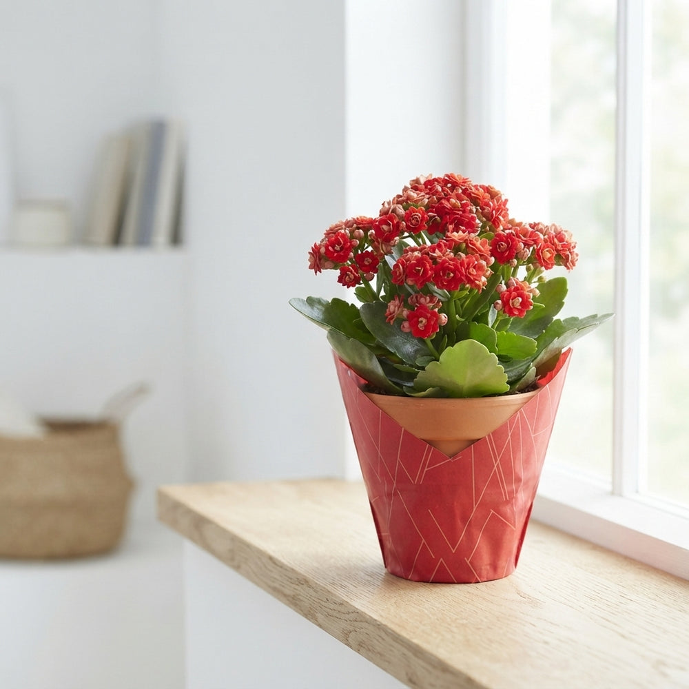 Red Double Kalanchoe ‘Le Chic’ – 10.5cm Pot