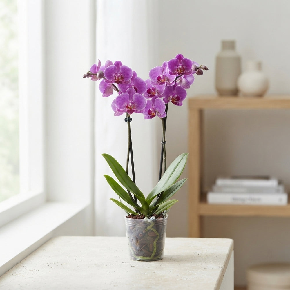 Purple Phalaenopsis Orchid – 12cm Pot, 2 Stem