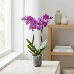 Purple Phalaenopsis Orchid – 12cm Pot, 2 Stem