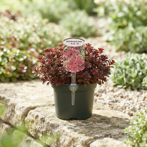 Sedum 'Fuldaglut' – 12cm Pot