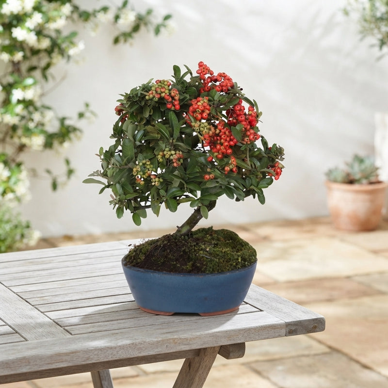 Outdoor Firethorn Bonsai (Pyracantha coccinea) – 20cm Pot