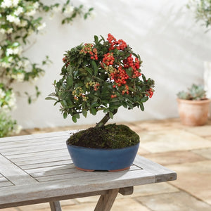 Outdoor Firethorn Bonsai (Pyracantha coccinea) – 20cm Pot