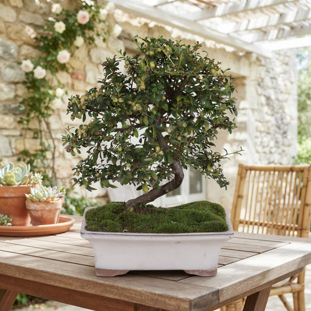 Outdoor Cotoneaster Bonsai – 20cm Ceramic Pot