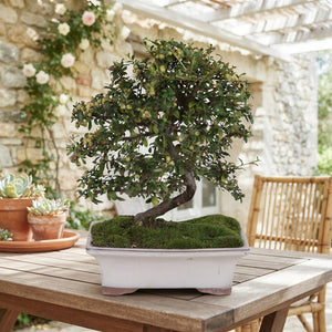 Outdoor Cotoneaster Bonsai – 20cm Ceramic Pot