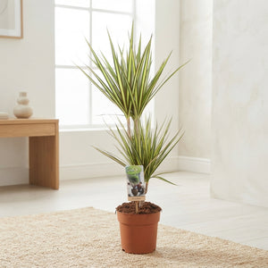 Dracaena Marginata ‘Sunray’ – 17cm Pot, 75cm High