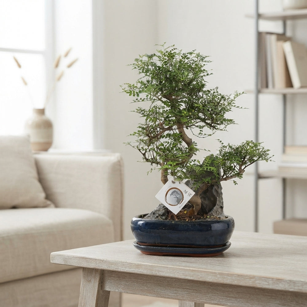 Indoor Bonsai Tree – 26cm Ceramic Pot