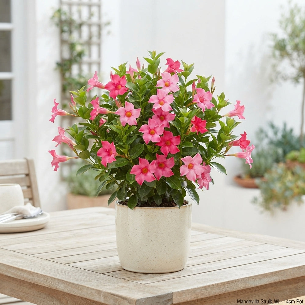 Mandevilla Bush Plant – 14cm Pot, Approx. 30cm High