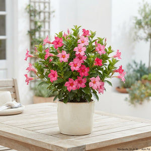 Mandevilla Bush Plant – 14cm Pot, Approx. 30cm High