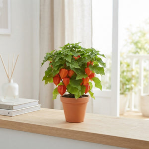 Chinese Lantern Plant (Physalis alkekengi) – 13cm Pot