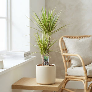 Dracaena Marginata ‘Sunray’ – 21cm Pot, 90cm High