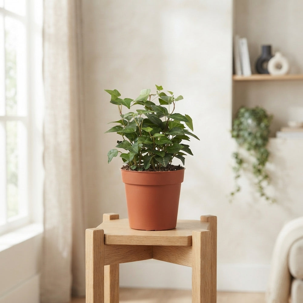 English Ivy (Hedera helix) – 9cm Pot