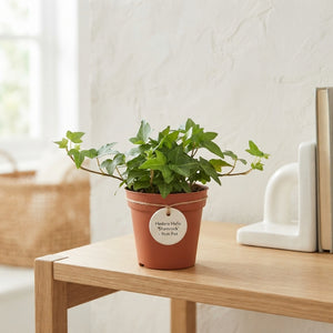 Green Shamrock Ivy (Hedera helix) – 9cm Pot